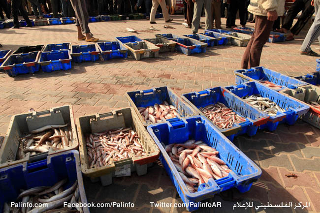 صيد 17 طنًا من الأسماك من بحر غزة