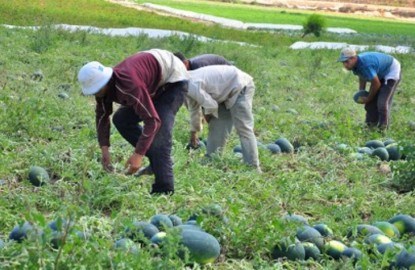 بطيخ الاحتلال يدمر زراعة البطيخ بجنين