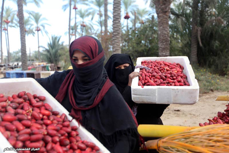 وزارة الزراعة بغزة تفتتح موسم جني البلح في مدينة خانيونس