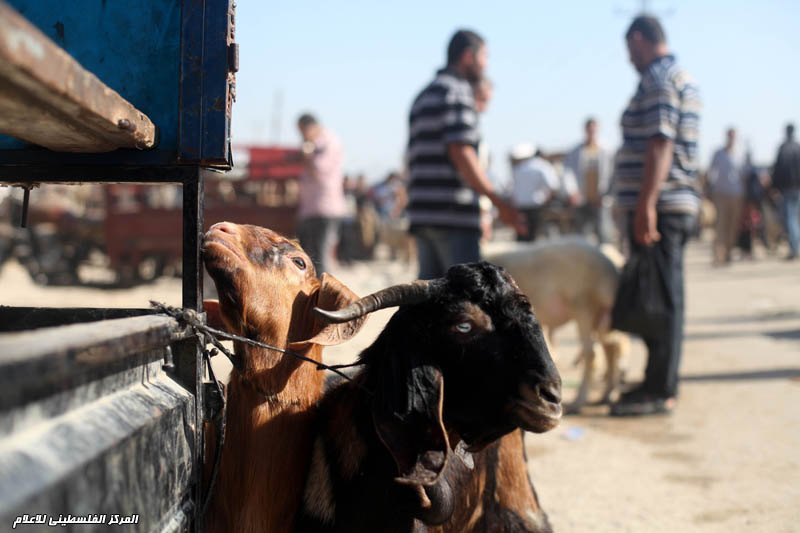 اقبال المواطنين بغزة على شراء اضاحي العيد