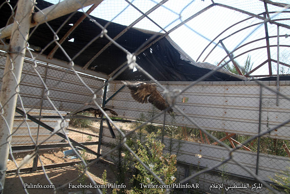 تضرر حديقة بيسان للحيوانات بقطاع غزة