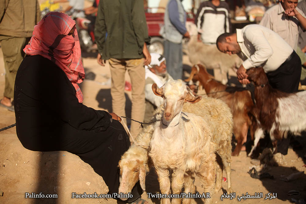 سوق الأضاحي في أسواق غزة