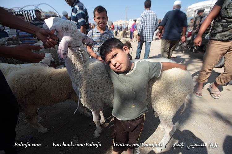 سوق للماشية في حي الشجاعية شرق مدينة غزة