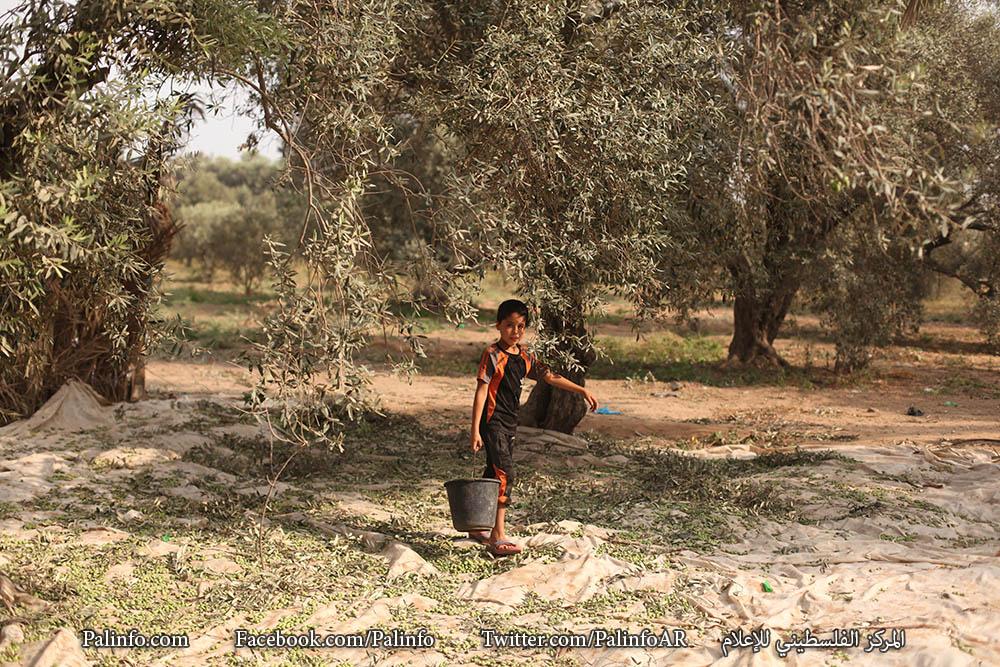 مزارعون يقطفون ثمار الزيتون في مدينة غزة
