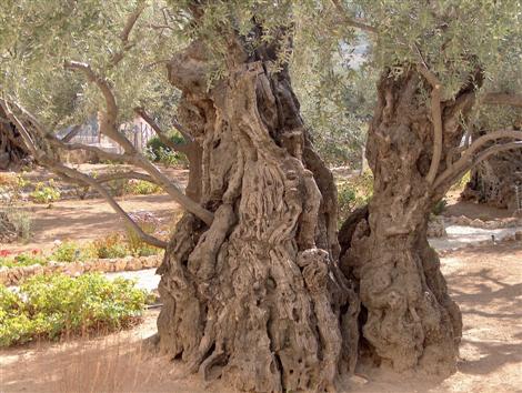 الاحتلال يقتلع 300 شجرة زيتون رومانية قديمة في القدس
