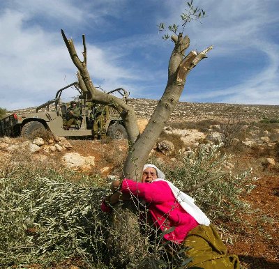 شجرة الزيتون .. استهداف مبرمج لاقتلاعها وتدمير الأمن الغذائي للفلسطينيين