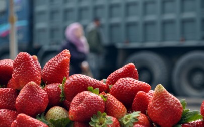 غزة تصدّر منتجاتها الزراعية إلى أوروبا للمرة الأولى عبر شركة فلسطينية