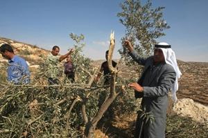 مستوطنون يقتلعون 25 شجرة زيتون قرب الخليل