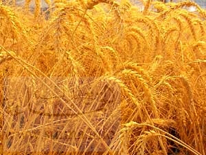 واردات مصر من القمح زادت بـ 21.5% في عام 2005