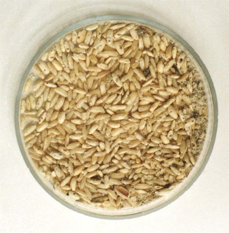 السلام الأخضر: أرز أمريكي ملوث يباع في أسواق عدد من الدول العربية